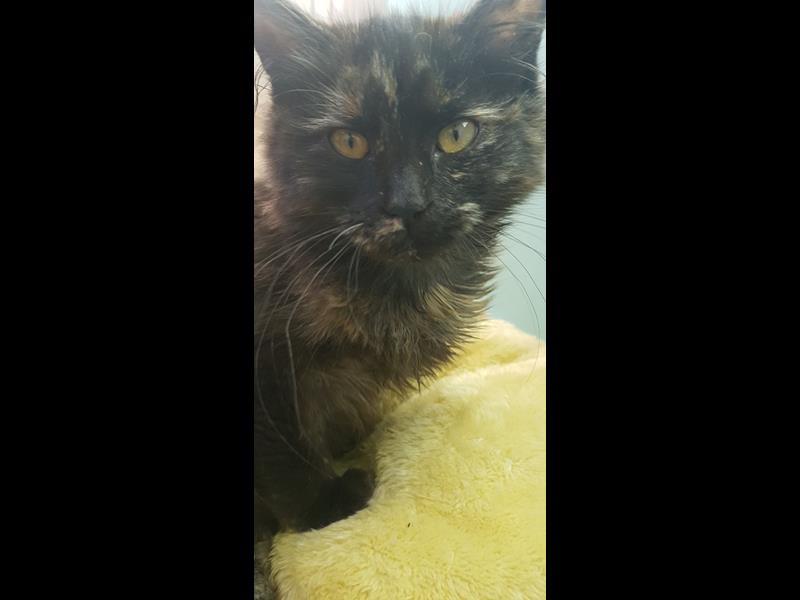 Lucky on pillow BMD Cat Welfare Lucky on pillow BMD Cat Welfare