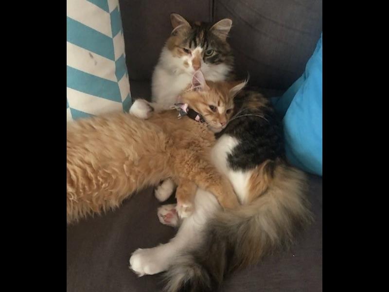 BMD Cat Welfare Newsletter May 2023 BMD Cat Welfare Newsletter May 2023