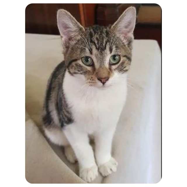 Special Needs Rescue cat Maverick