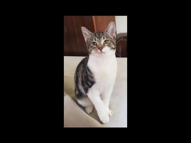 special needs cat rescue cat Maverick