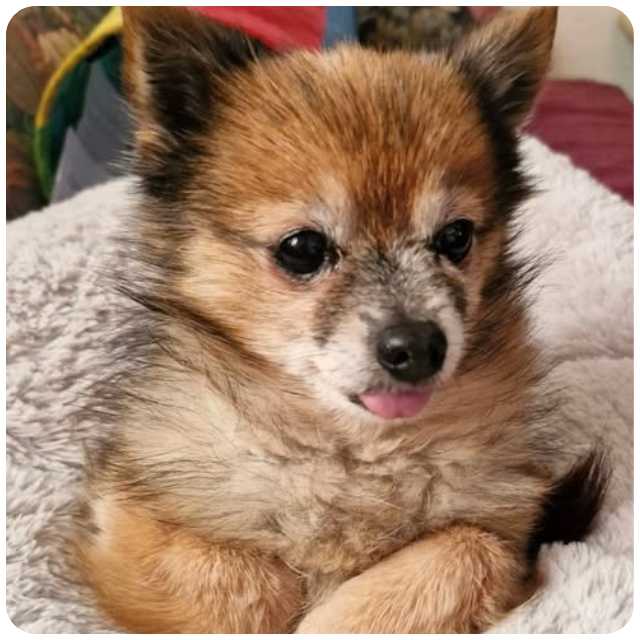 BMD’s Delightful CAT TESTER, Miss Pixie BMD’s Delightful CAT TESTER, Miss Pixie