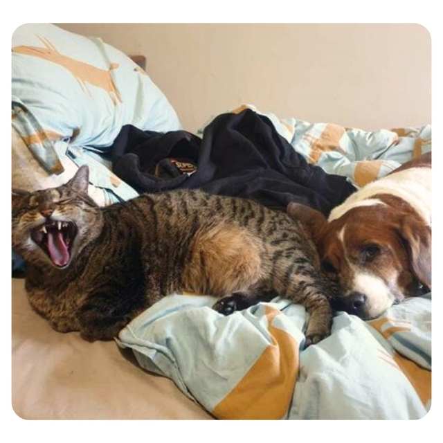 Cat Adoption Stories Mittens now Darla Cat Adoption Stories Mittens now Darla