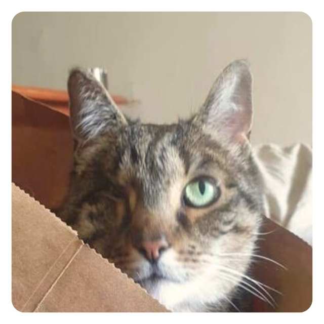 Cat Adoption Stories Mittens now Darla Cat Adoption Stories Mittens now Darla