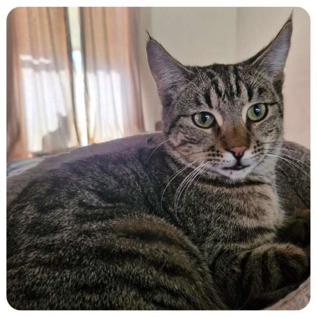 Adopt rescue cat Nikki bmdcatwelfare.com.au