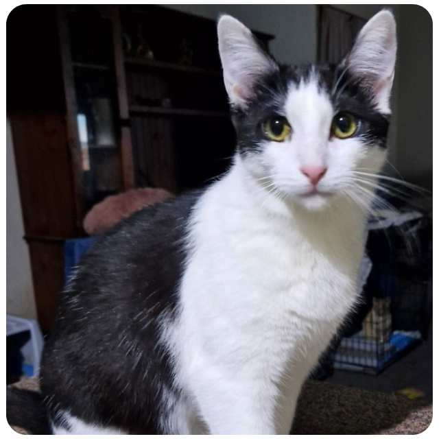 Adopt rescue cat Oreo bmdcatwelfare.com.au