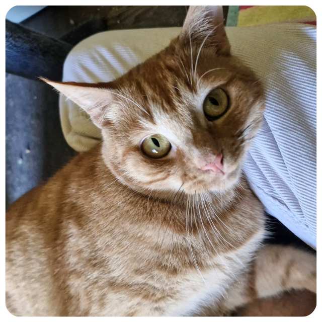 Appeal for Rescue Cat Tom Tom BMD Cat Welfare Adopt rescue cat Otis bmdcatwelfare.com.au