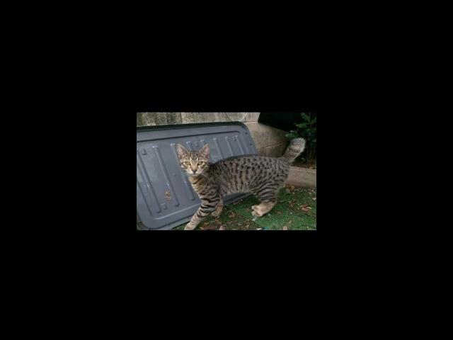 BMD Cat Welfare Newsletter November 2020