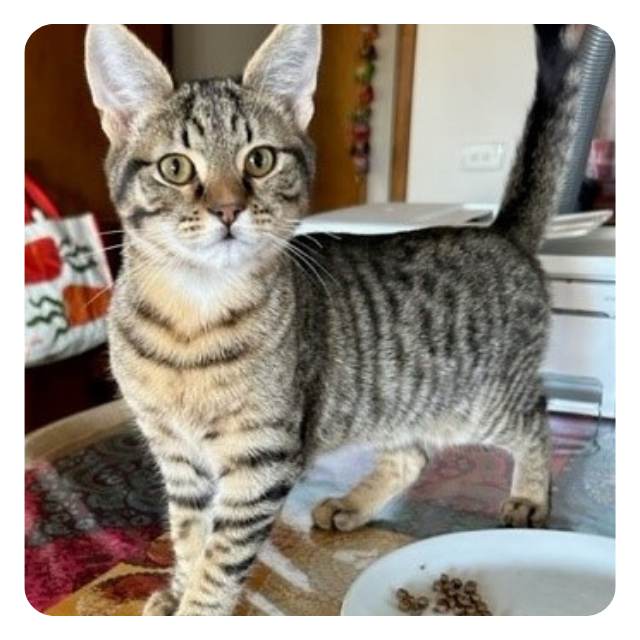 Adopt rescue cat Piccolo bmdcatwelfare.com.au