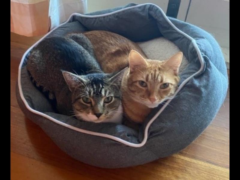 BMD Cat Welfare Newsletter May 2023