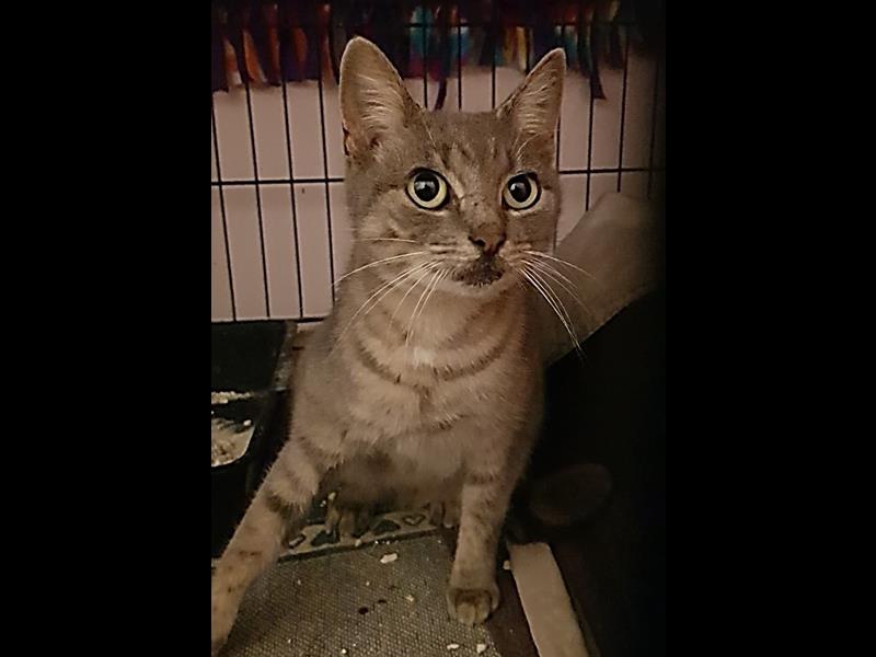 BMD Cat Welfare Newsletter May 2023 BMD Cat Welfare Newsletter May 2023