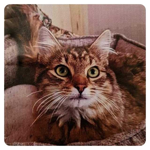 Happy Ending Cat Adoption Story Prince Happy Ending Cat Adoption Story Prince