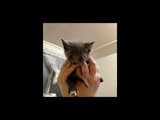 Cat rescue baby bmdcatwelfare.com.au rescuebaby5.jpg
