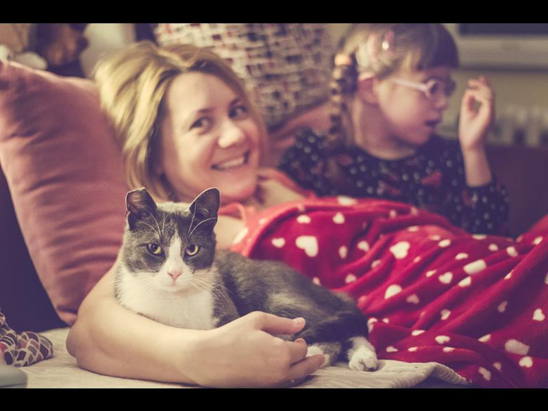 Rescue cats for adoption
bmdcatwelfare.com.au