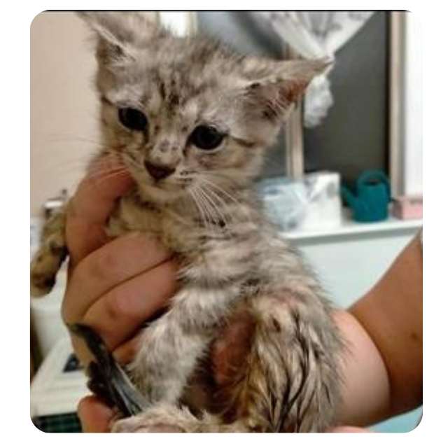 Rescue Kitten BMD Cat Welfare