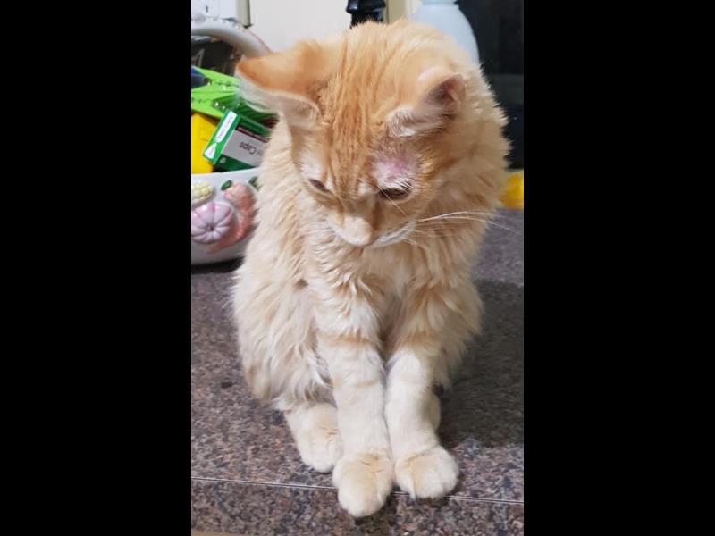 Funding Appeal Rocky Operation Funding Appeal Rocky Operation