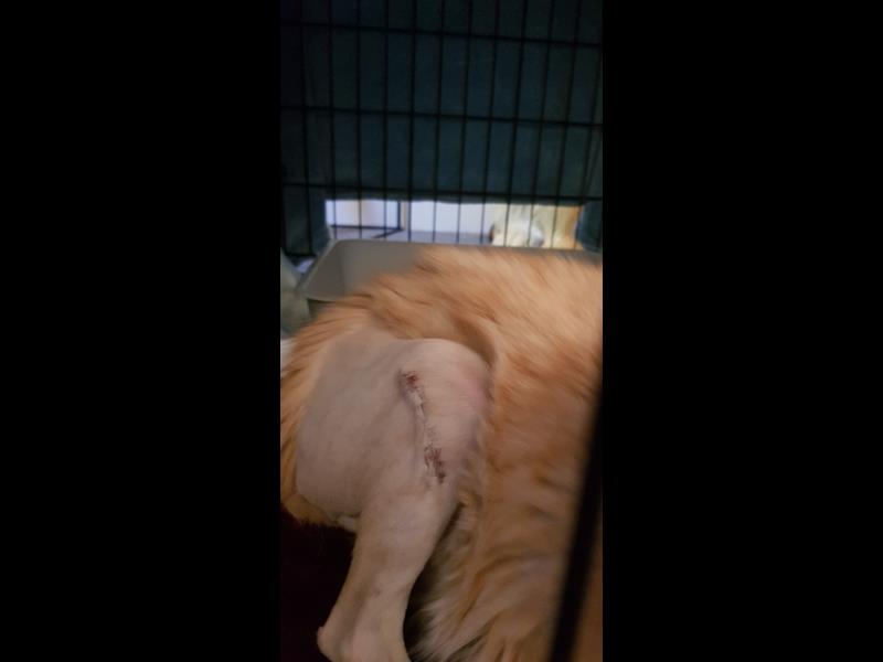 Help rescue cat Rocky 
bmdcatwelfare.com.au Help rescue cat Rocky bmdcatwelfare.com.au