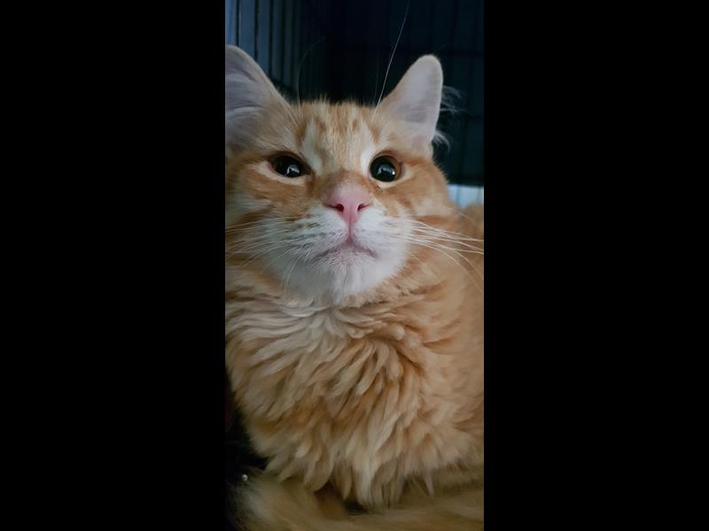 Help rescue cat Rocky 
bmdcatwelfare.com.au Help rescue cat Rocky bmdcatwelfare.com.au