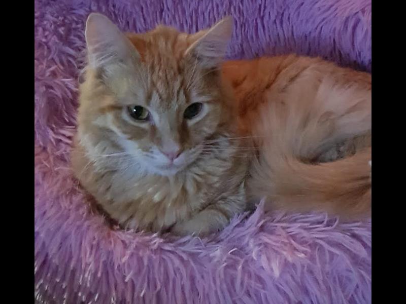 Help rescue cat Rocky 
bmdcatwelfare.com.au Rocky update photos bmdcatwelfare.com.au