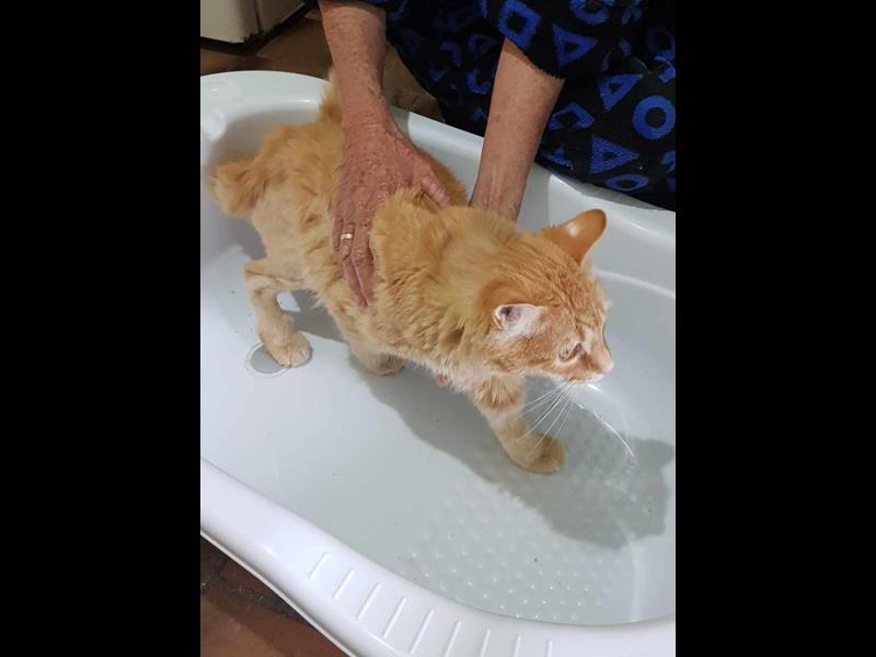 Help rescue cat Rocky 
bmdcatwelfare.com.au Rocky update photos bmdcatwelfare.com.au