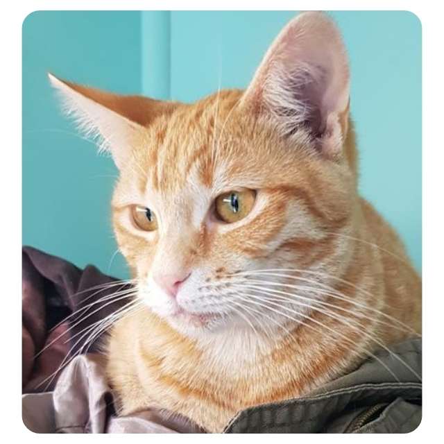 Help rescue cat Rocky 
bmdcatwelfare.com.au Emergency Rescue Cat Rocky  BMD Cat Welfare