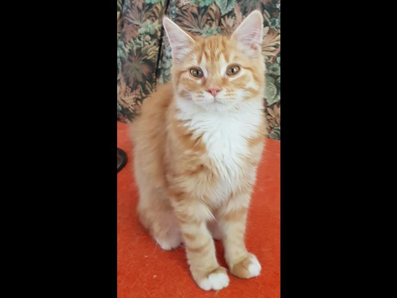 Funding Appeal Rocky Operation Funding Appeal Rocky Operation