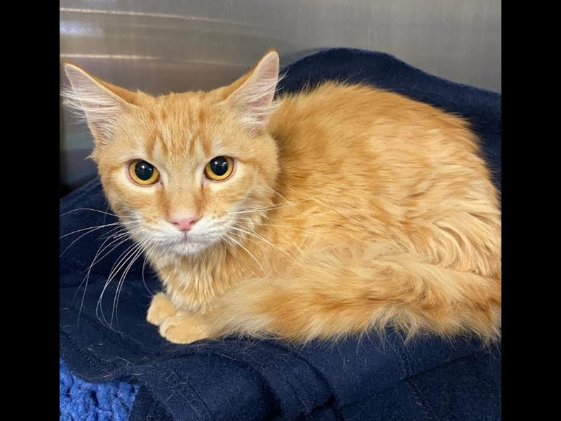 Help fund Rocky BMD Cat Welfare Help fund Rocky BMD Cat Welfare