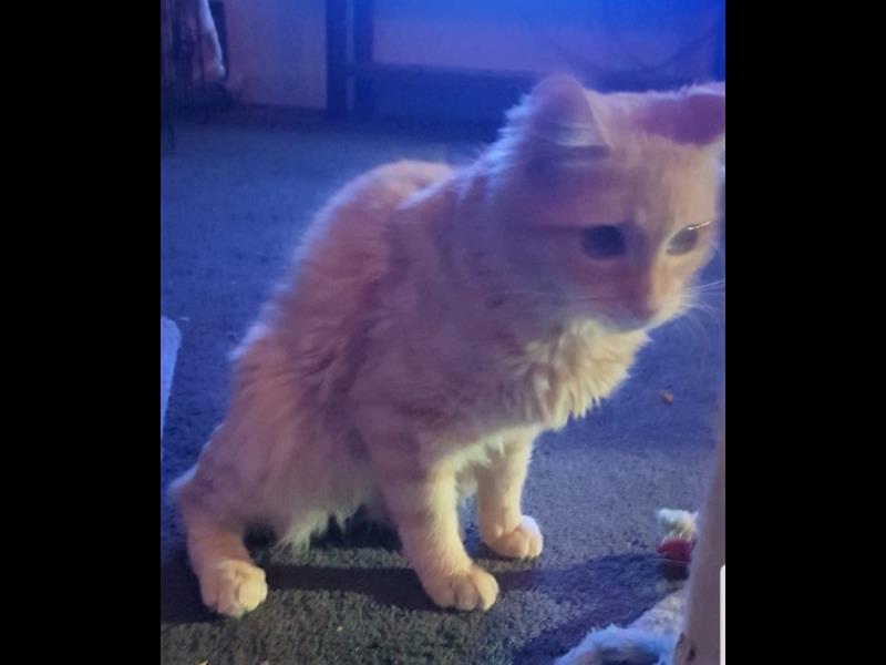 Rocky update photos 
bmdcatwelfare.com.au Rocky update photos 
bmdcatwelfare.com.au