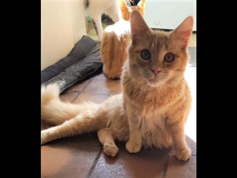 Rocky update photos 
bmdcatwelfare.com.au Rocky update photos 
bmdcatwelfare.com.au