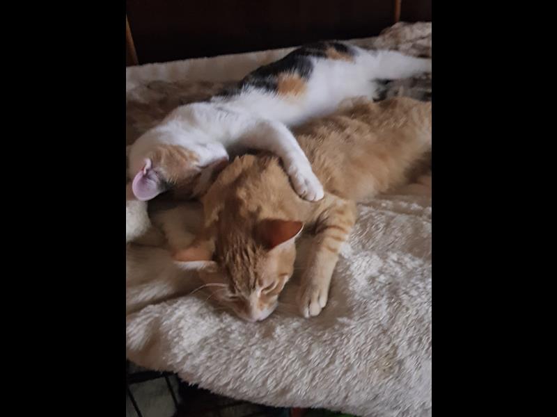 Help rescue cat Rocky & Nikki
bmdcatwelfare.com.au Rocky update photos  bmdcatwelfare.com.au