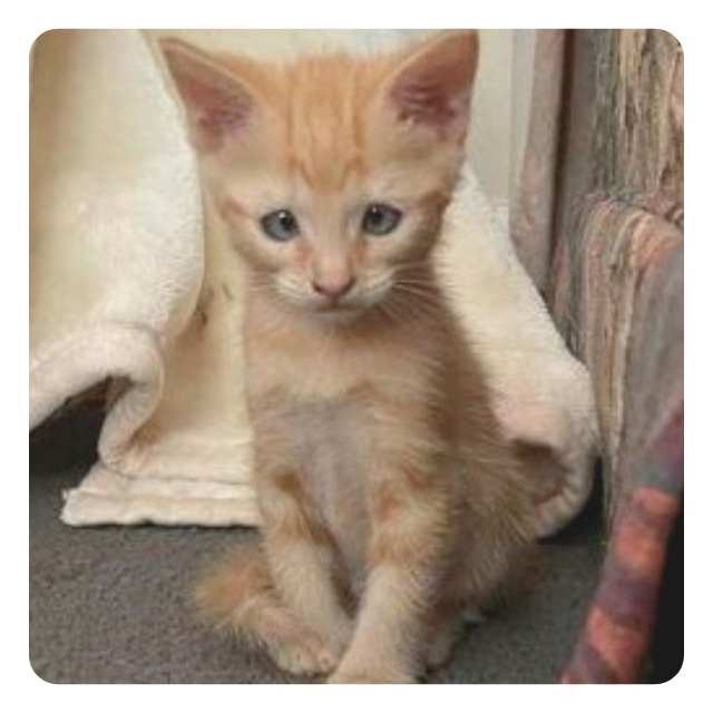 Emergency Rescue Cat Roger Ramjet  BMD Cat Welfare