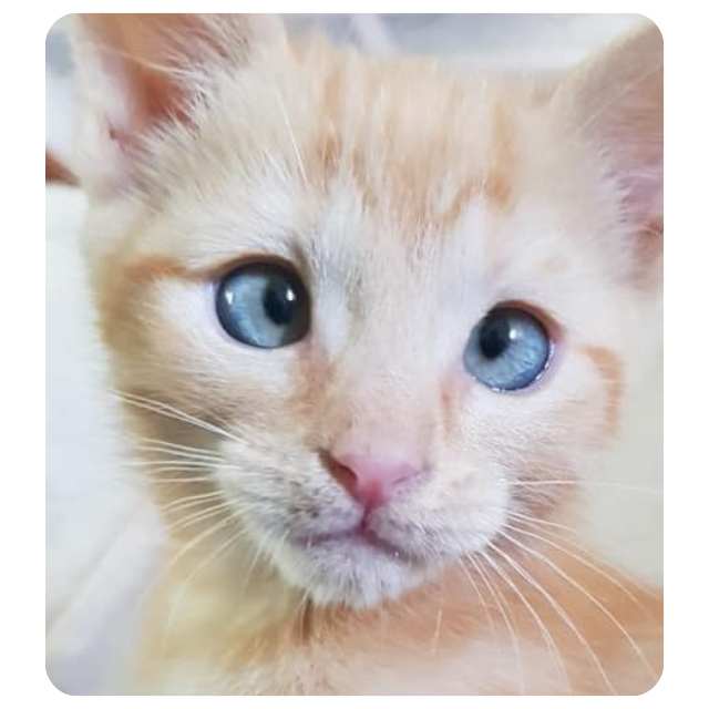 Emergency Rescue Cat Roger Ramjet  BMD Cat Welfare Emergency Rescue Cat Roger Ramjet  BMD Cat Welfare