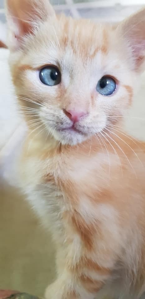 Roger-hoarderKitten1