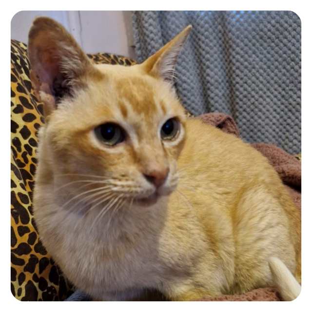 Adopt rescue cat Roger bmdcatwelfare.com.au