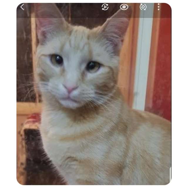 Emergency Rescue Cat Roger Ramjet  BMD Cat Welfare Emergency Rescue Cat Roger Ramjet  BMD Cat Welfare