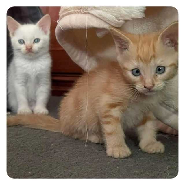 Roger and Smiley  Emergency Cat Rescue Hoarder Situation