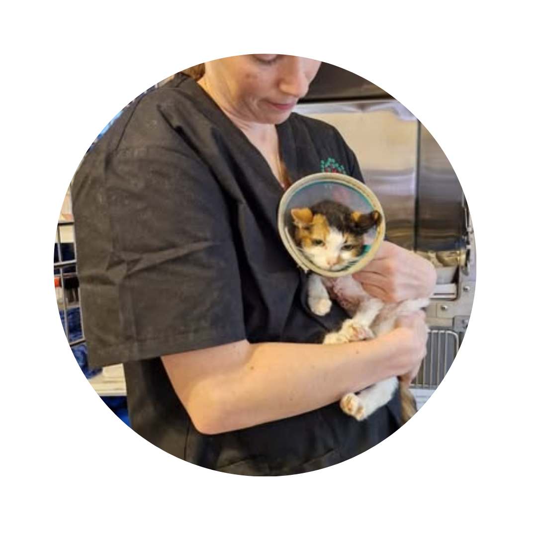 Support BMD Cat Rescue and actually save lives