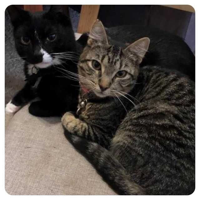 Meet Scotty & Dax Adopted rescue cat BMD Cat Welfare Happy Ending Cat Adoption Scotty and Dax