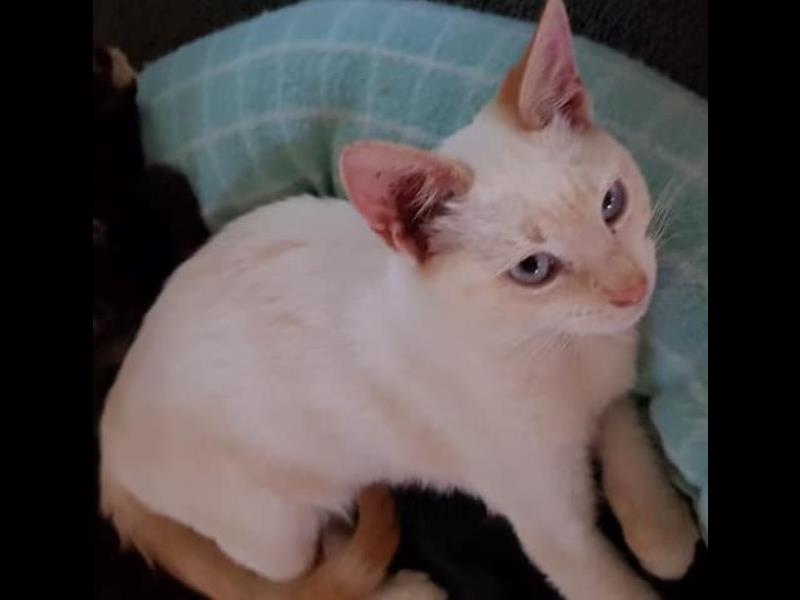 Adopt rescue cat Smiley bmdcatwelfare.com.au Adopt rescue cat Smiley bmdcatwelfare.com.au