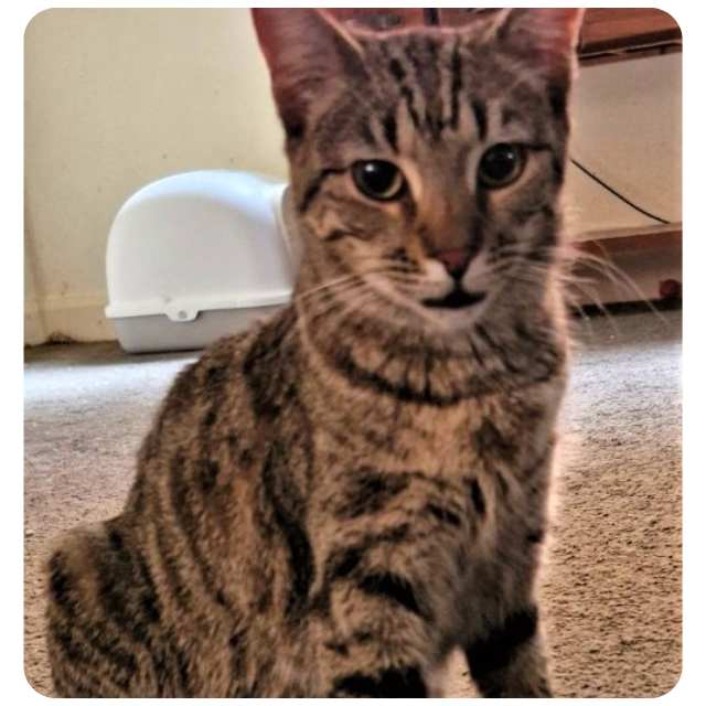 Adopt rescue cat Spencer bmdcatwelfare.com.au