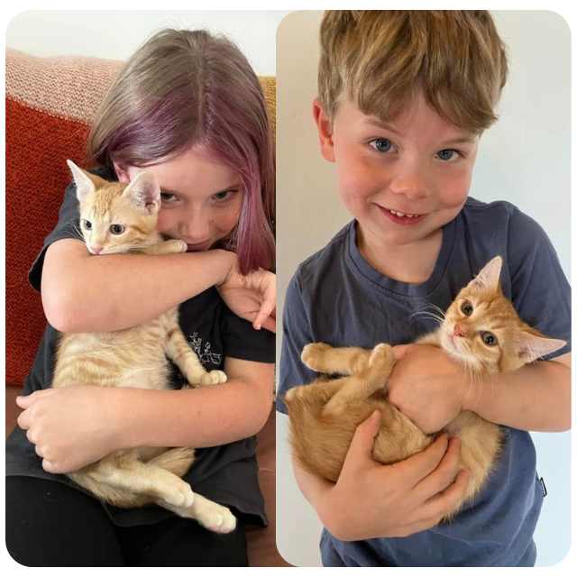 Adopt rescue cats Spike & Tigger bmdcatwelfare.com.au Adopt rescue cats Spike & Tigger bmdcatwelfare.com.au