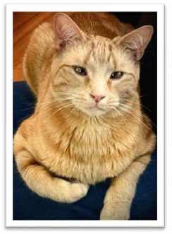 Spring 2025 Newsletter Roger the Dodger