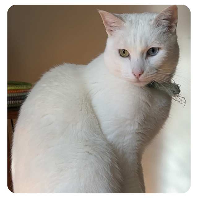 Tom has found his purrfect forever home and Adoption Happy Ending Adopt rescue cat Tom bmdcatwelfare.com.au