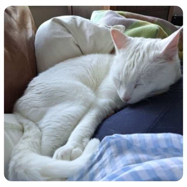 Tom has found his purrfect forever home and Adoption Happy Ending Tom has found his purrfect forever home and Adoption Happy Ending