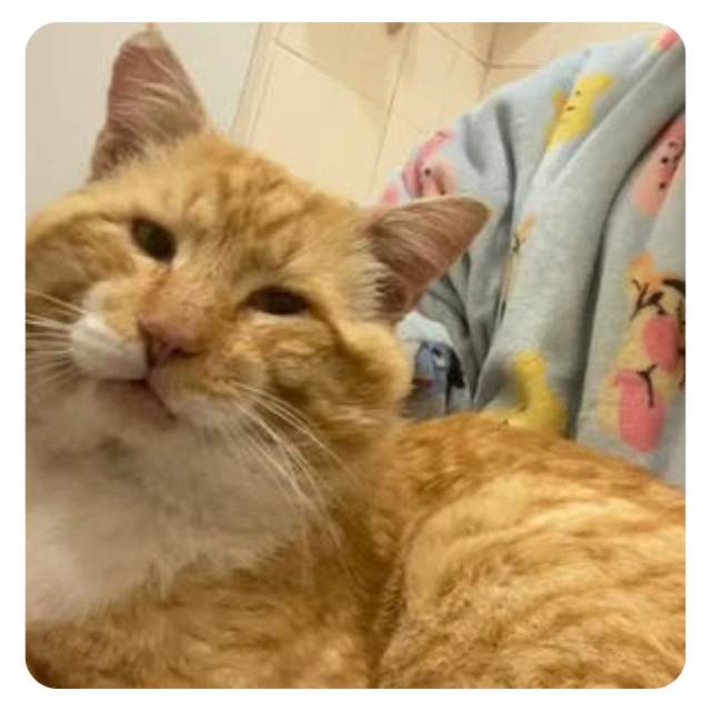 Appeal for Rescue Cat Tom Tom BMD Cat Welfare Appeal for Rescue Cat Tom Tom BMD Cat Welfare