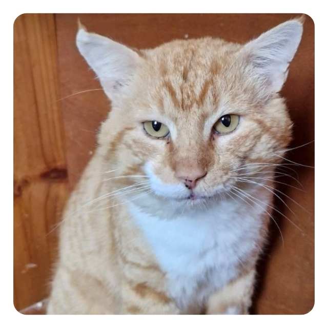 Help Tom Tom our resilient Rescue Help Tom Tom our resilient Rescue