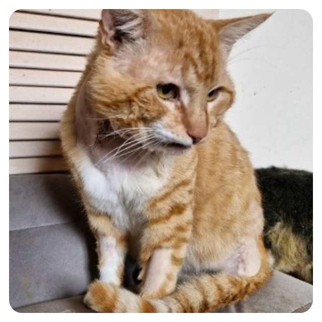 Appeal for Rescue Cat Tom Tom BMD Cat Welfare Appeal for Rescue Cat Tom Tom BMD Cat Welfare