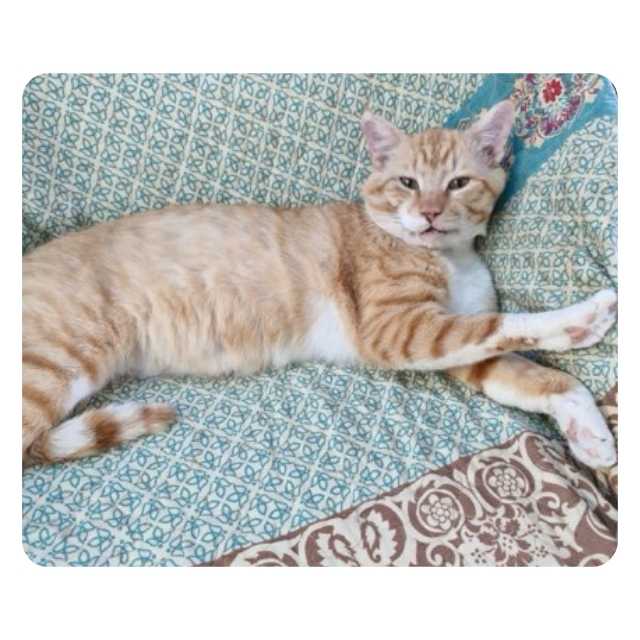 Rescue Cat Tom Tom Appeal and rescue story Rescue Cat Tom Tom Appeal and rescue story