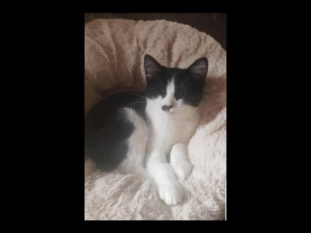 Special needs rescue cat Tonto