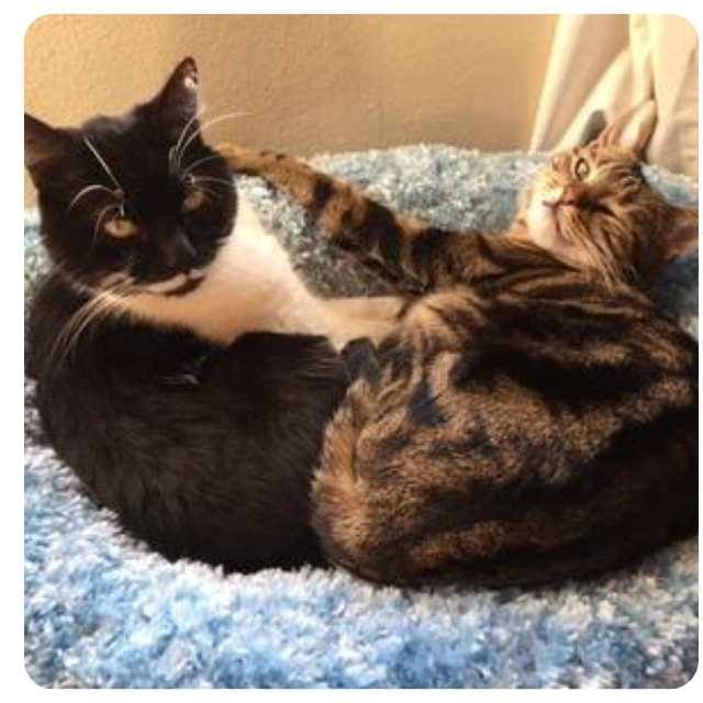 Adoption Stories Happy Endings - Tony and Holly Adoption Stories Happy Endings - Tony and Holly