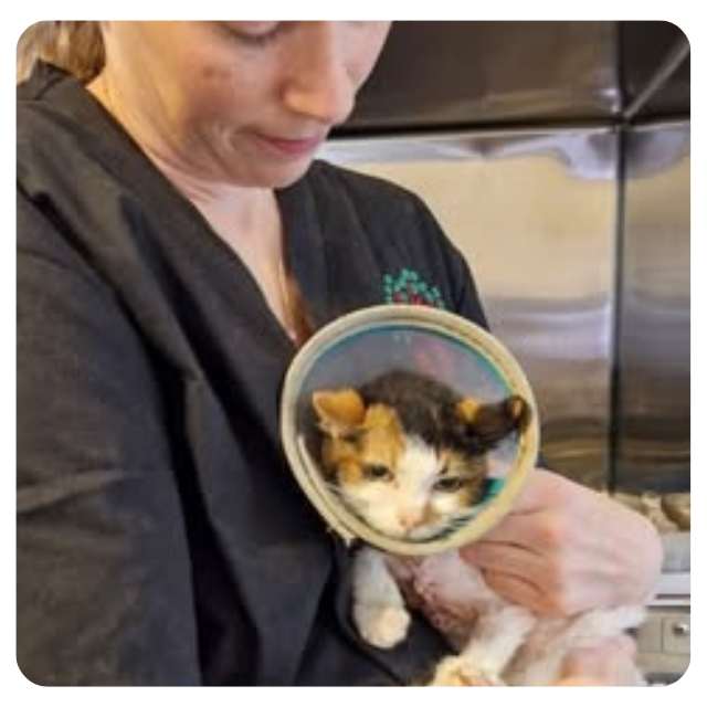 Tosca's Rescue and Recovery Story Tosca's Rescue and Recovery Story
